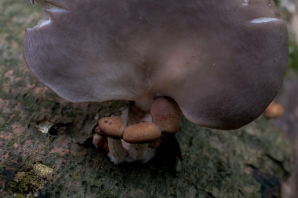 2018-11-15 - NSG Schellenbergpark C-R