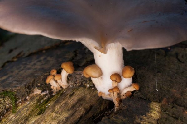 2018-11-15 - NSG Schellenbergpark C-R