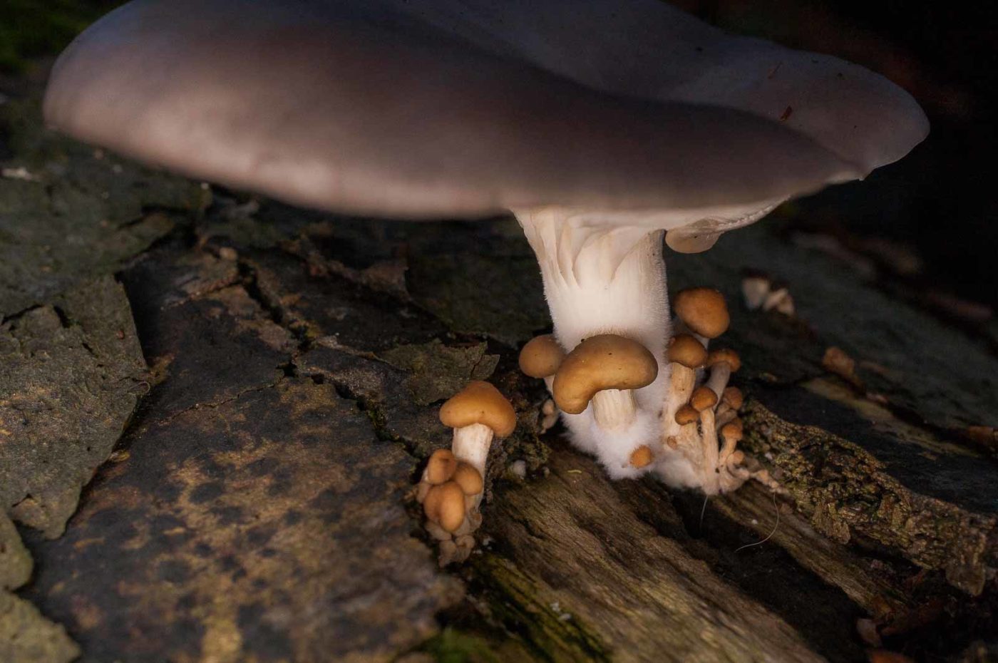 2018-11-15 - NSG Schellenbergpark C-R