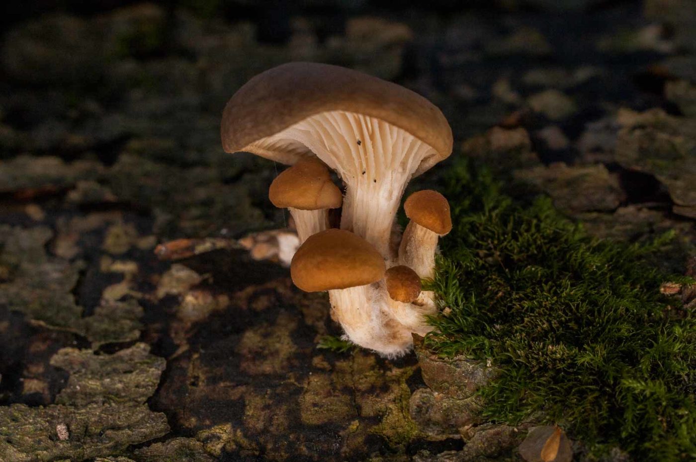 2018-11-15 - NSG Schellenbergpark C-R