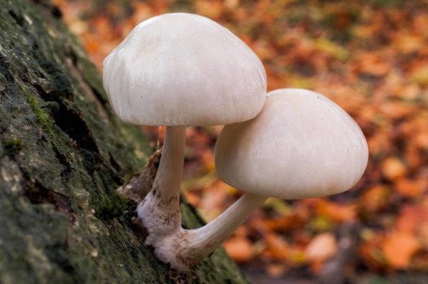 2018-11-15 - NSG Schellenbergpark C-R