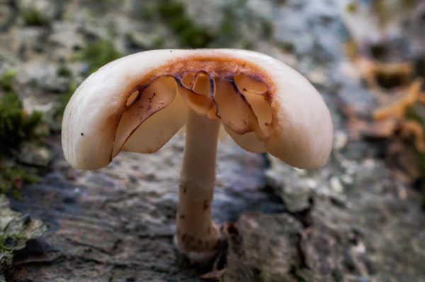 2018-11-15 - NSG Schellenbergpark C-R