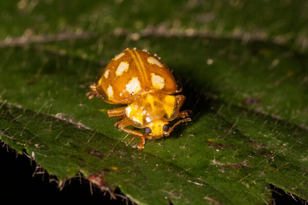 2018-11-15 - NSG Schellenbergpark C-R