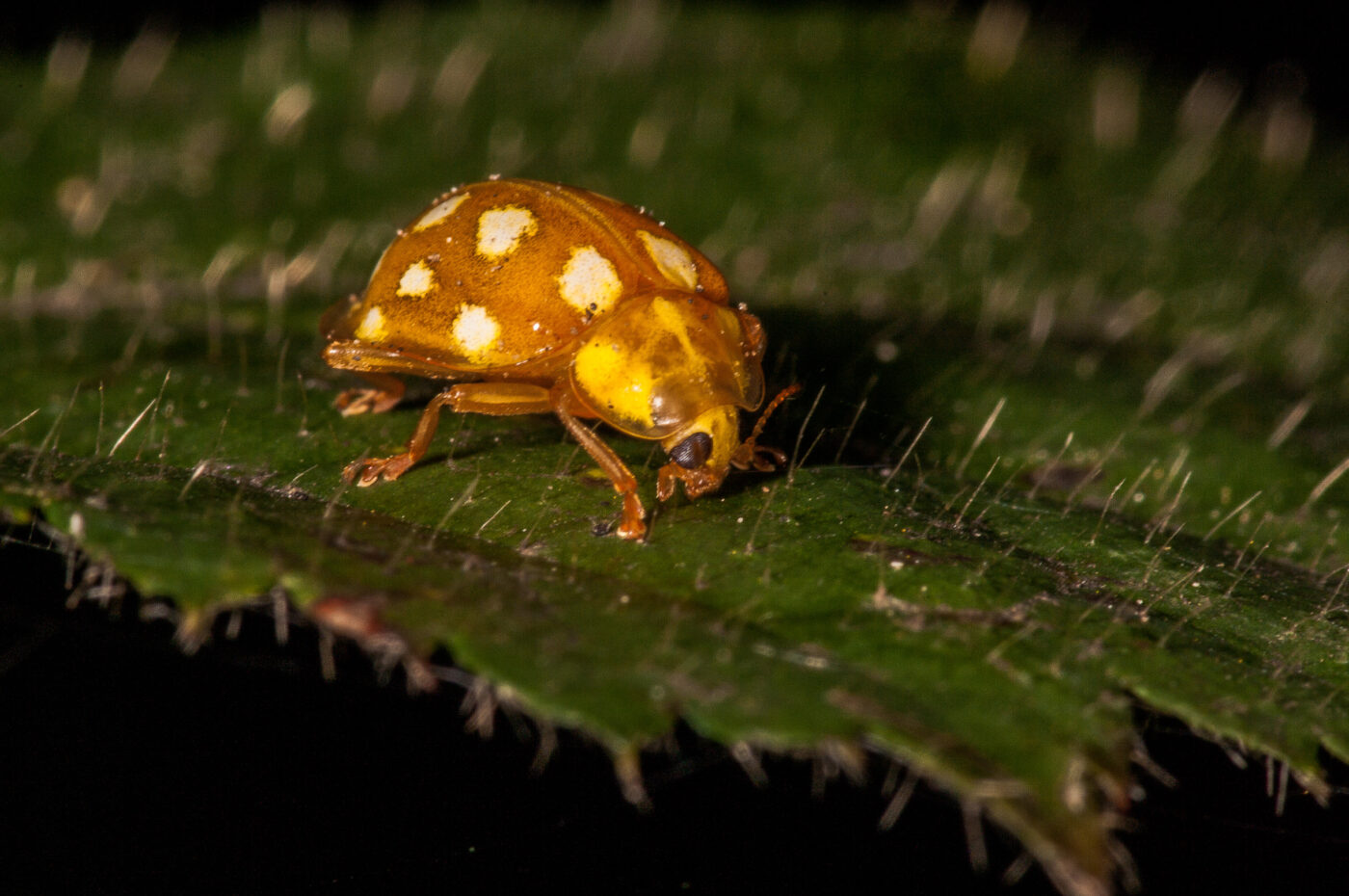 2018-11-15 - NSG Schellenbergpark C-R