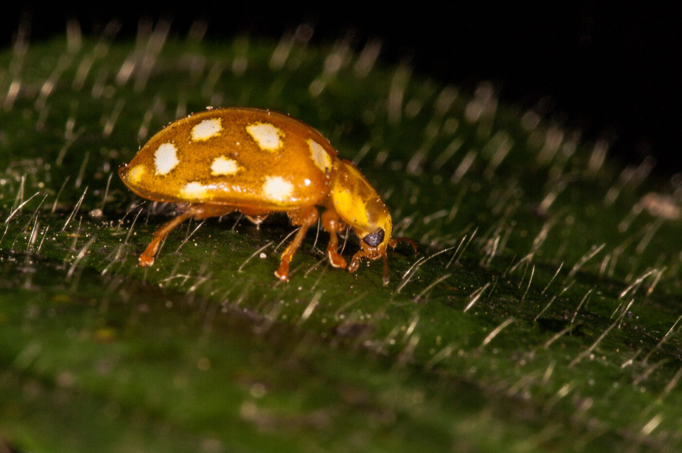 2018-11-15 - NSG Schellenbergpark C-R