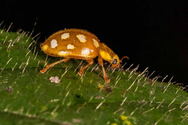 2018-11-15 - NSG Schellenbergpark C-R