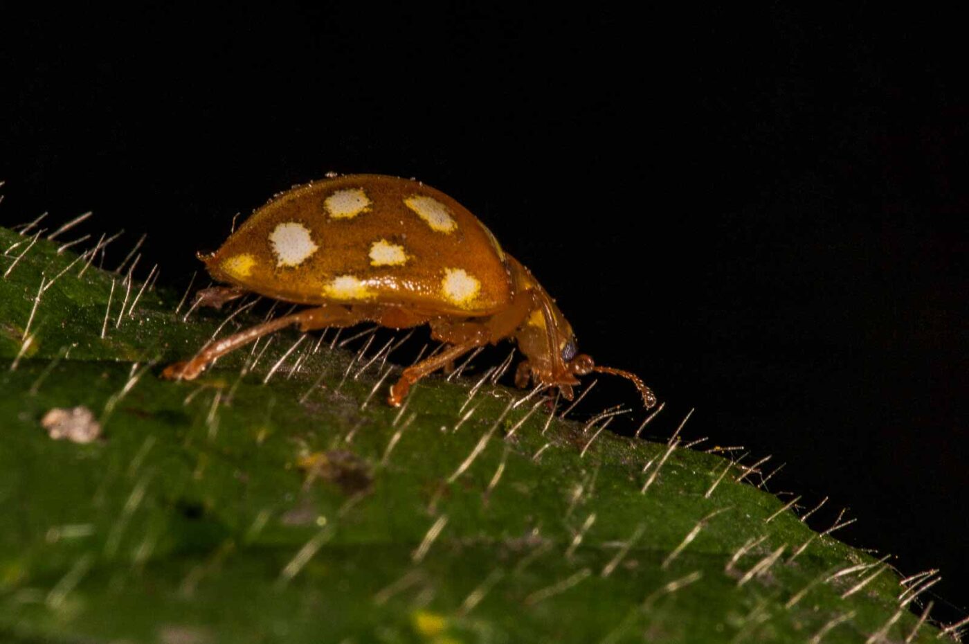 2018-11-15 - NSG Schellenbergpark C-R