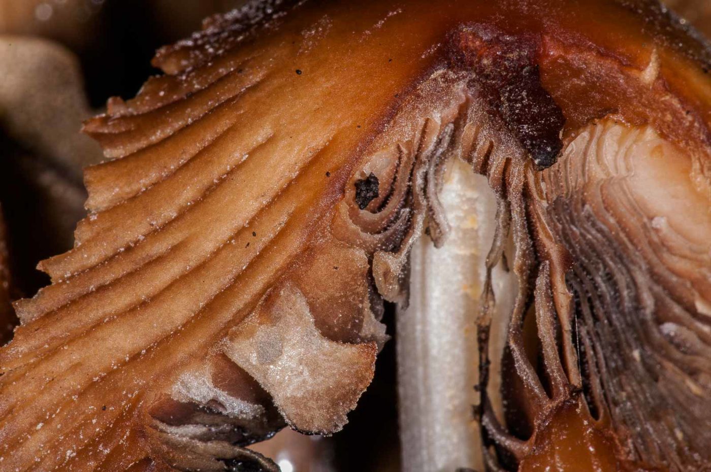 2018-11-15 - NSG Schellenbergpark C-R