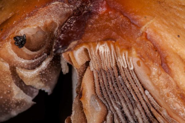 2018-11-15 - NSG Schellenbergpark C-R