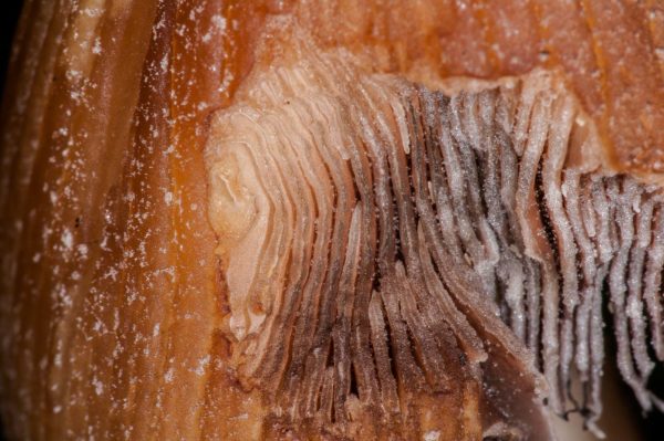 2018-11-15 - NSG Schellenbergpark C-R