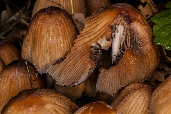 2018-11-15 - NSG Schellenbergpark C-R