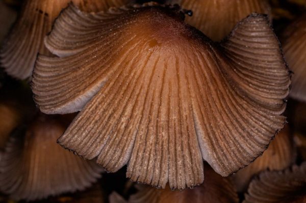 2018-11-15 - NSG Schellenbergpark C-R