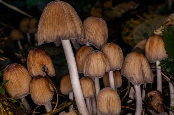 2018-11-15 - NSG Schellenbergpark C-R