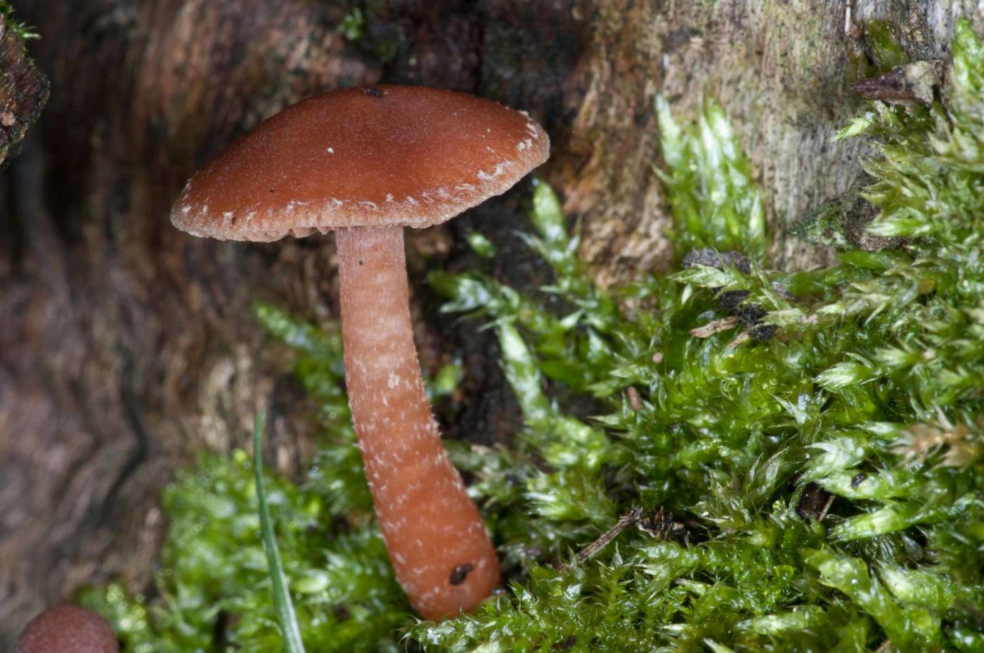 2018-11-17 - NSG Resser Wald und Emscherbruch