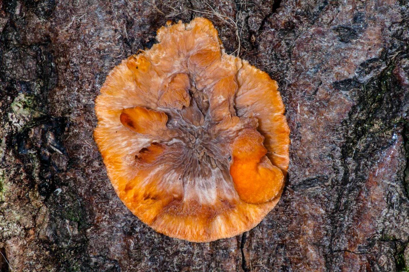 2018-11-17 - NSG Resser Wald und Emscherbruch