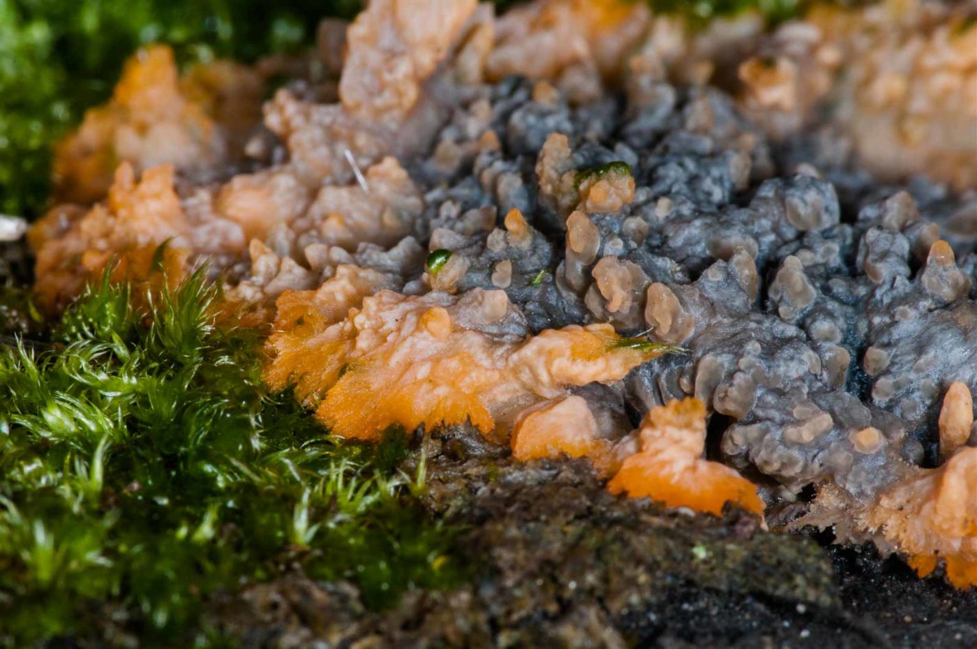 2018-11-17 - NSG Resser Wald und Emscherbruch