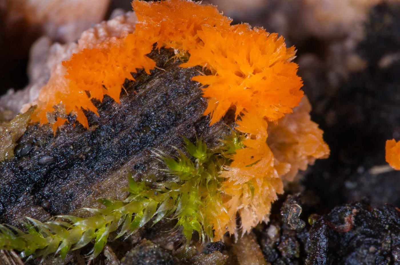 2018-11-17 - NSG Resser Wald und Emscherbruch