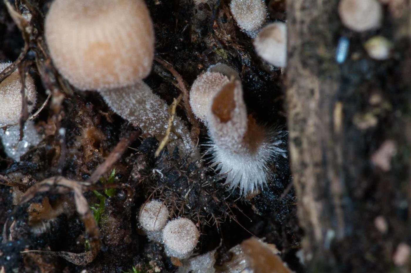 2018-11-17 - NSG Resser Wald und Emscherbruch