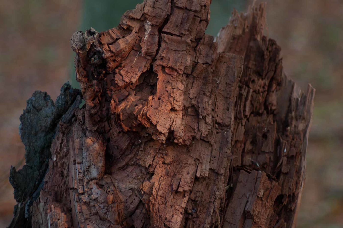 2018-11-17 - NSG Resser Wald und Emscherbruch