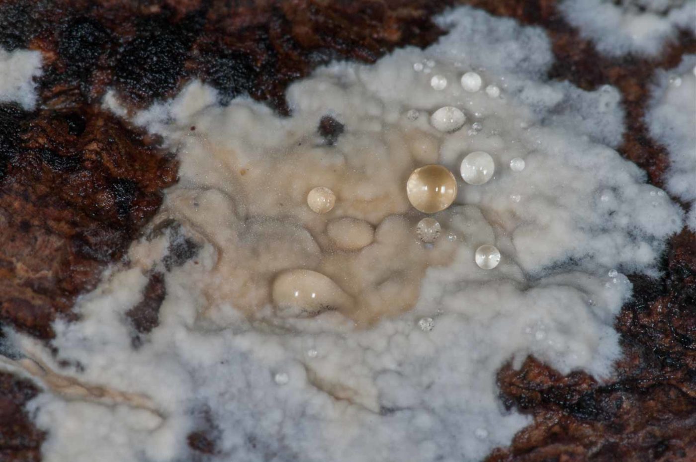 2018-11-17 - NSG Resser Wald und Emscherbruch