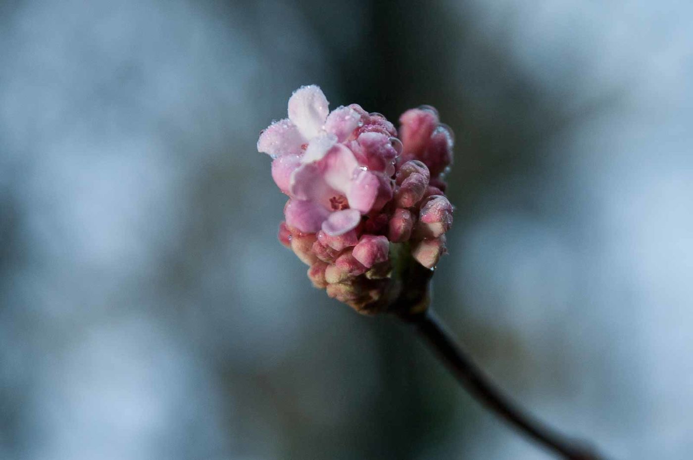 2018-11-25 -  RUB - Botanischer Garten