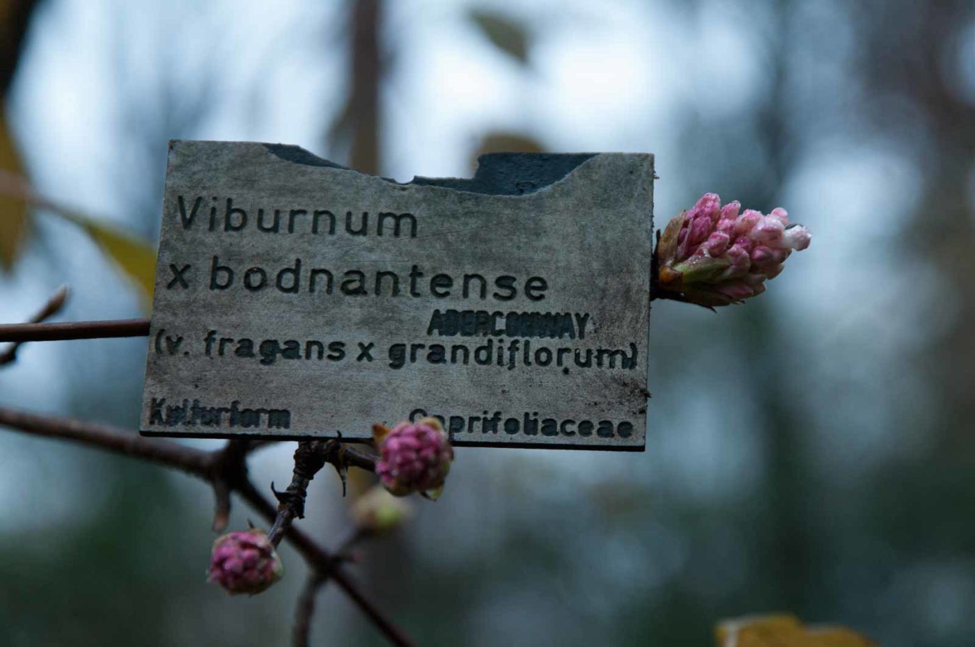 2018-11-25 -  RUB - Botanischer Garten