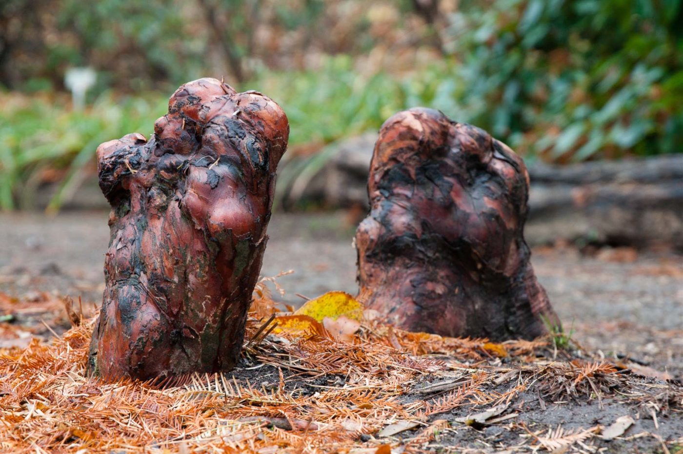 2018-11-25 -  RUB - Botanischer Garten