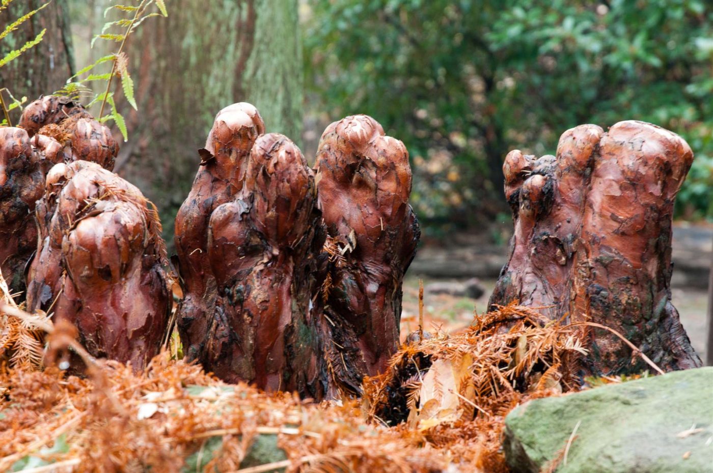 2018-11-25 -  RUB - Botanischer Garten