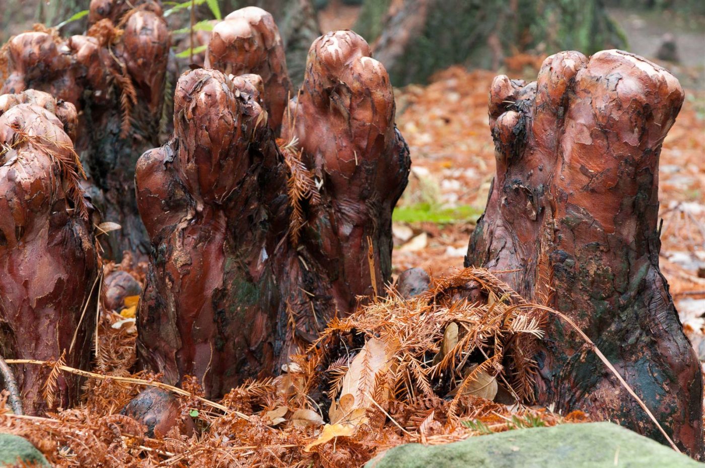 2018-11-25 -  RUB - Botanischer Garten