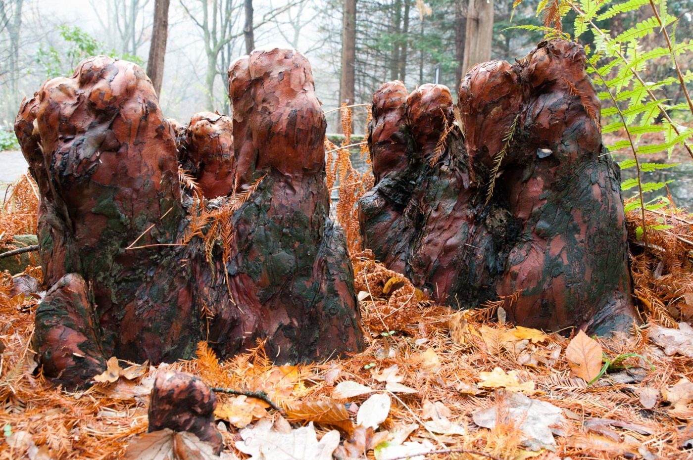 2018-11-25 -  RUB - Botanischer Garten