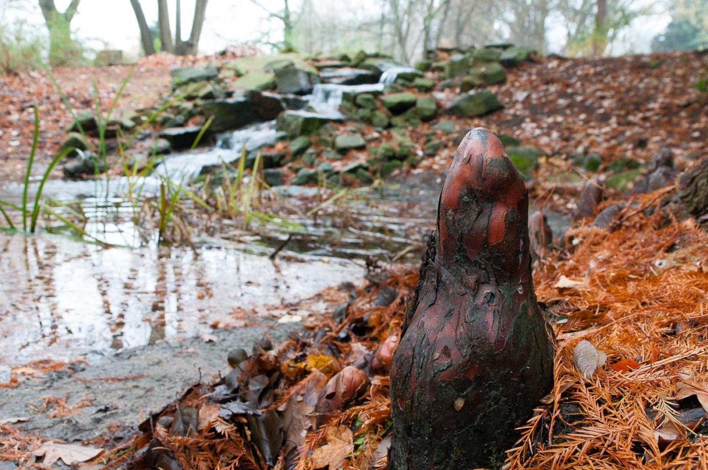 2018-11-25 -  RUB - Botanischer Garten