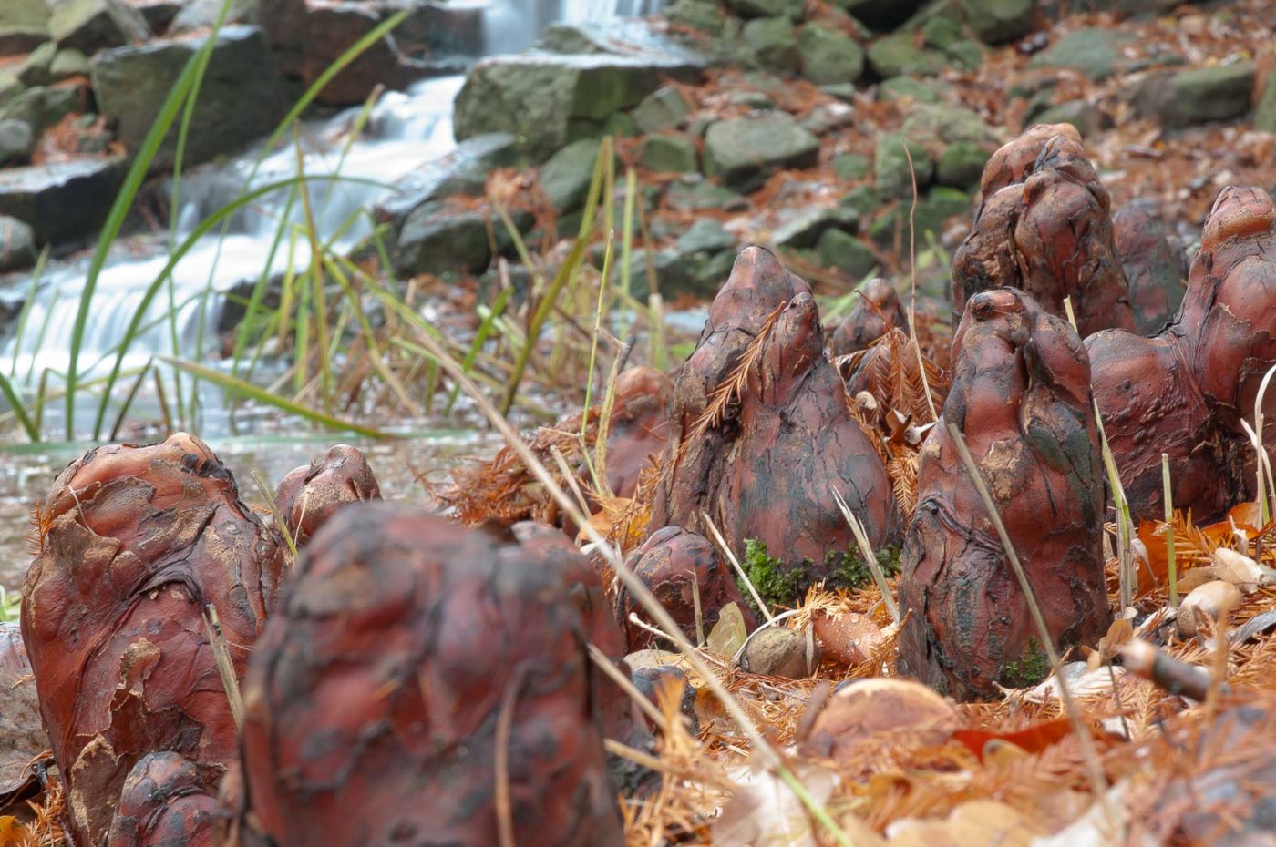 2018-11-25 -  RUB - Botanischer Garten