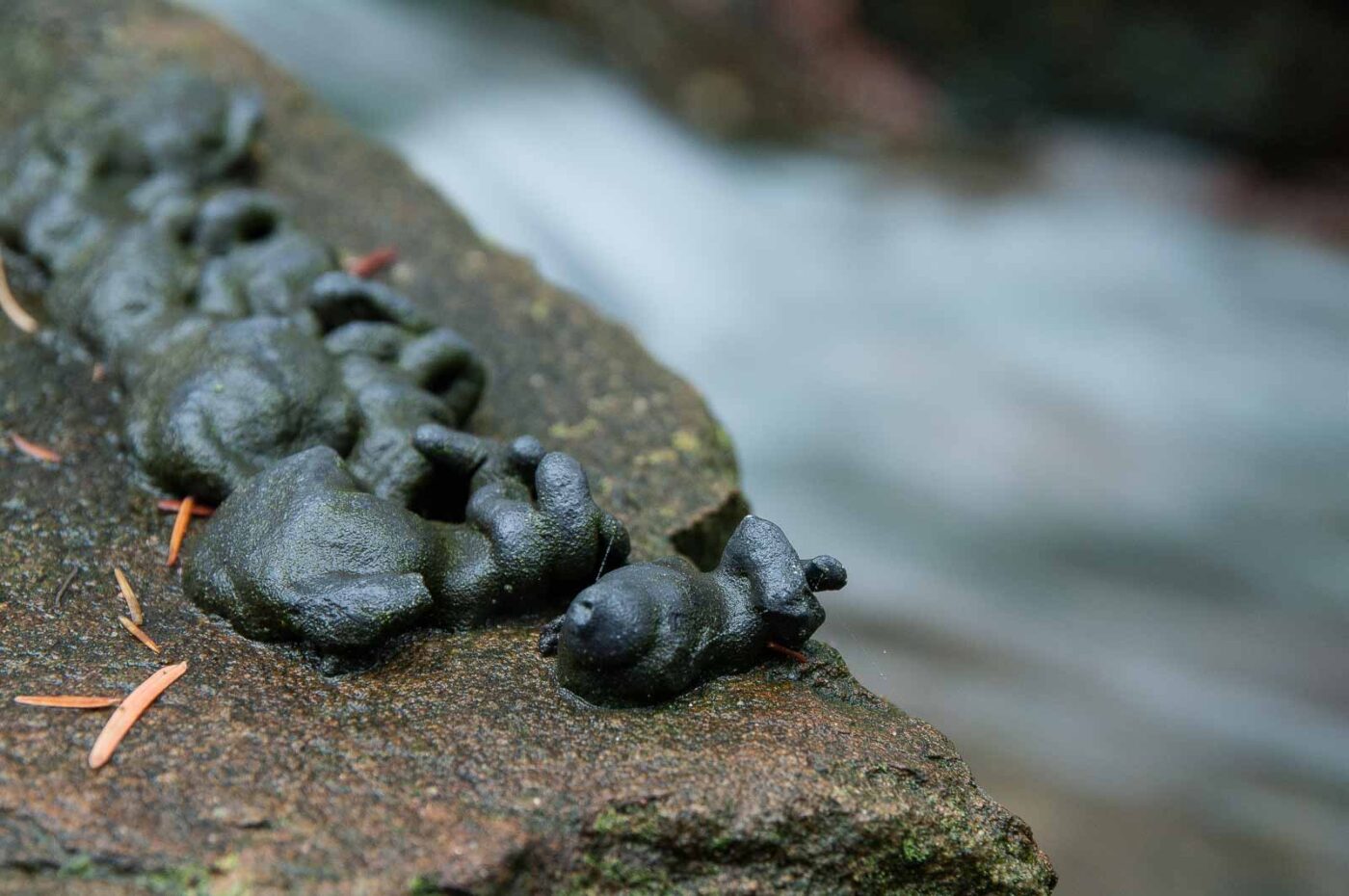 2018-11-25 -  RUB - Botanischer Garten