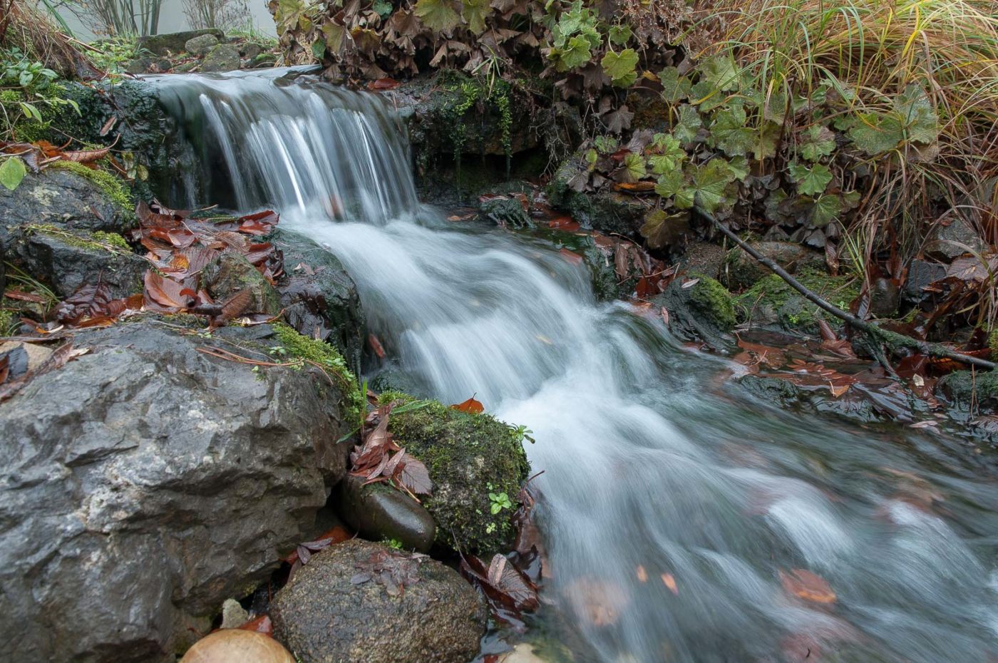2018-11-25 -  RUB - Botanischer Garten