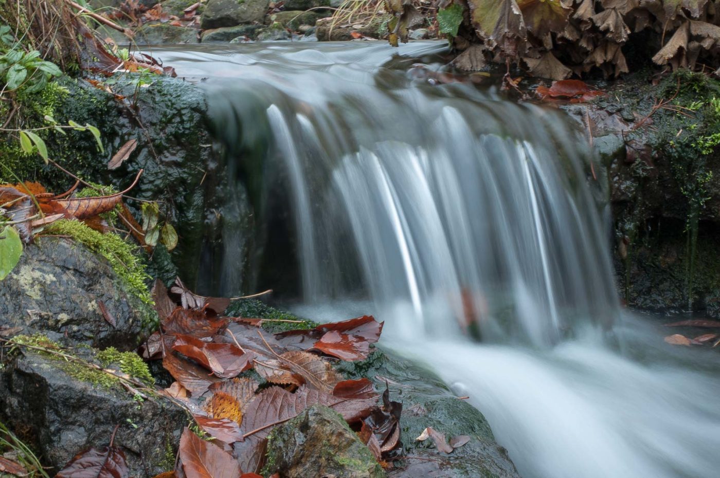 2018-11-25 -  RUB - Botanischer Garten