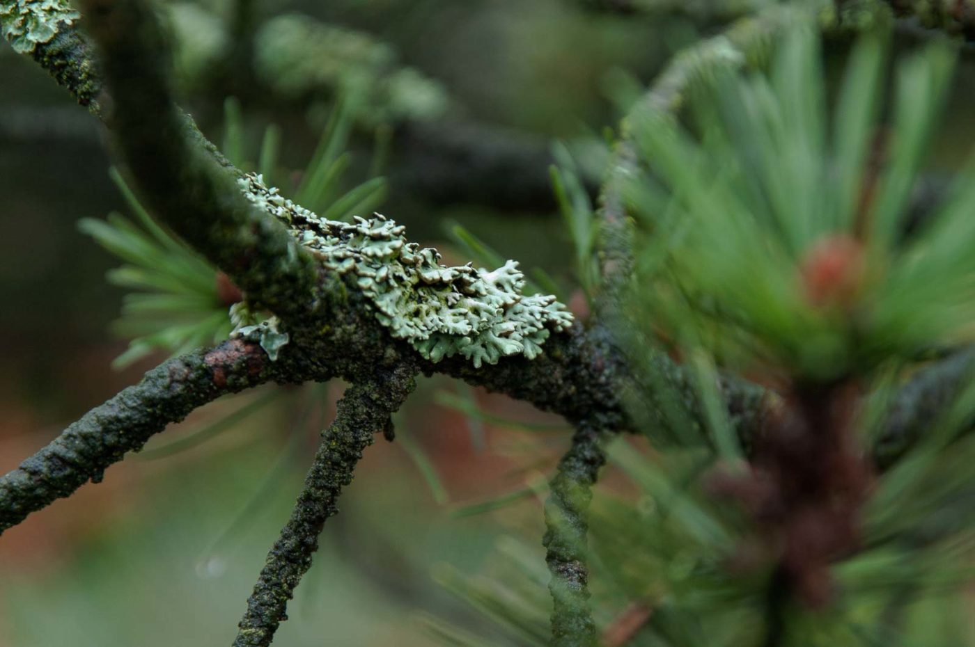 2018-11-25 -  RUB - Botanischer Garten