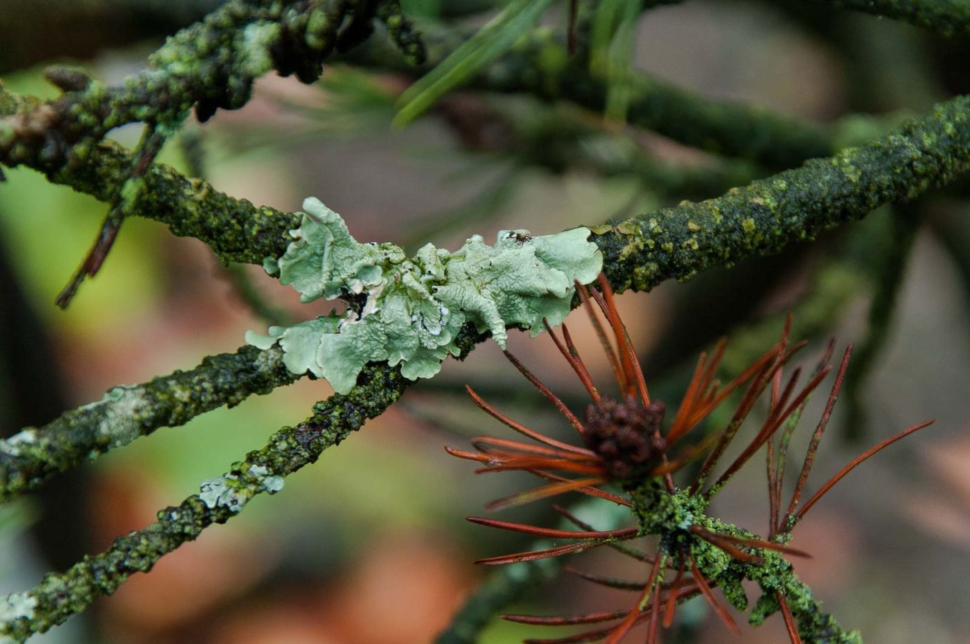 2018-11-25 -  RUB - Botanischer Garten