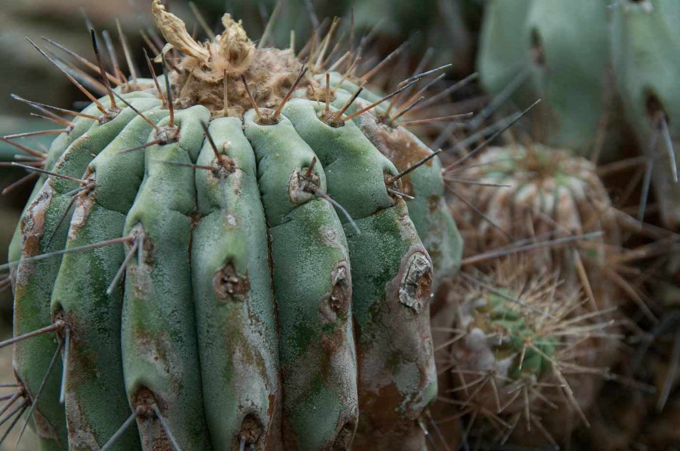 2018-11-25 -  RUB - Botanischer Garten