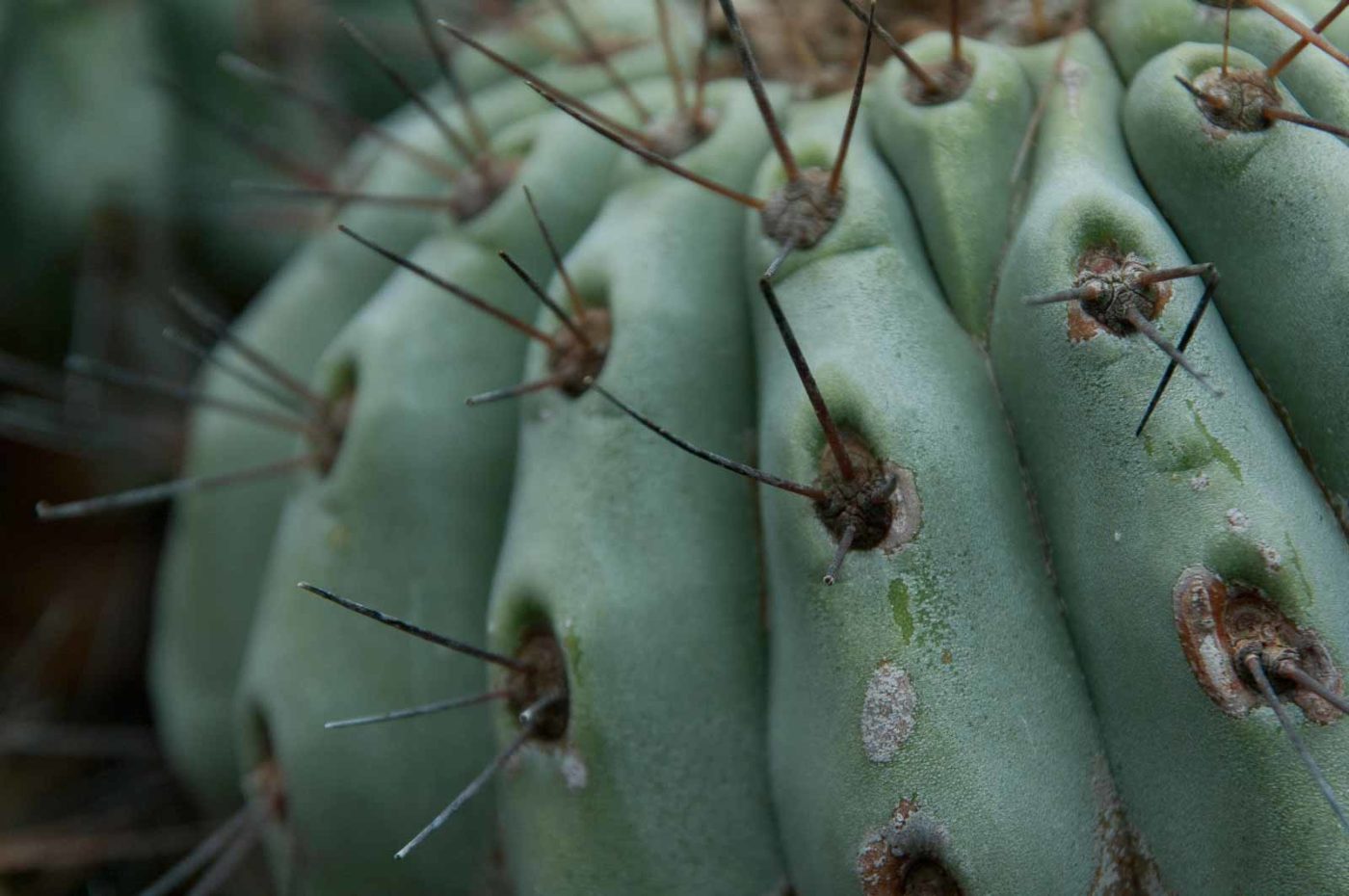 2018-11-25 -  RUB - Botanischer Garten
