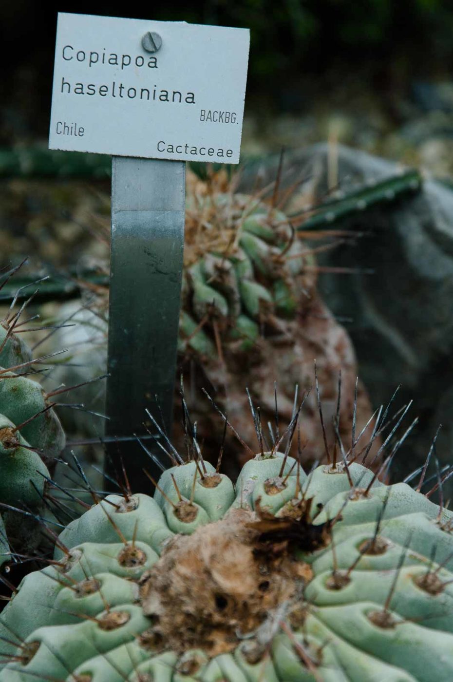 2018-11-25 -  RUB - Botanischer Garten