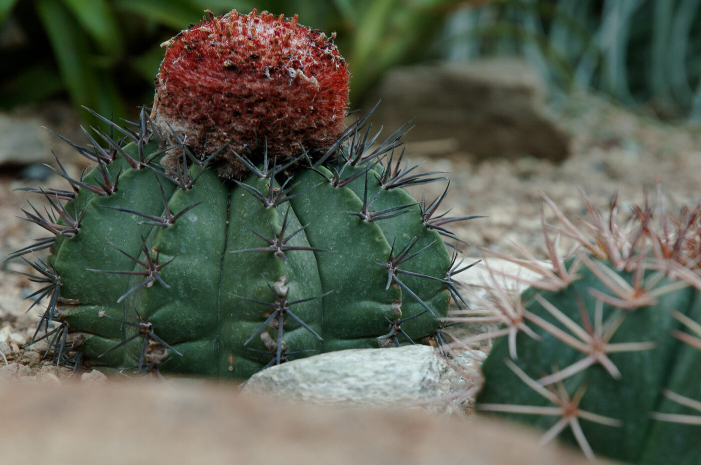 2018-11-25 -  RUB - Botanischer Garten