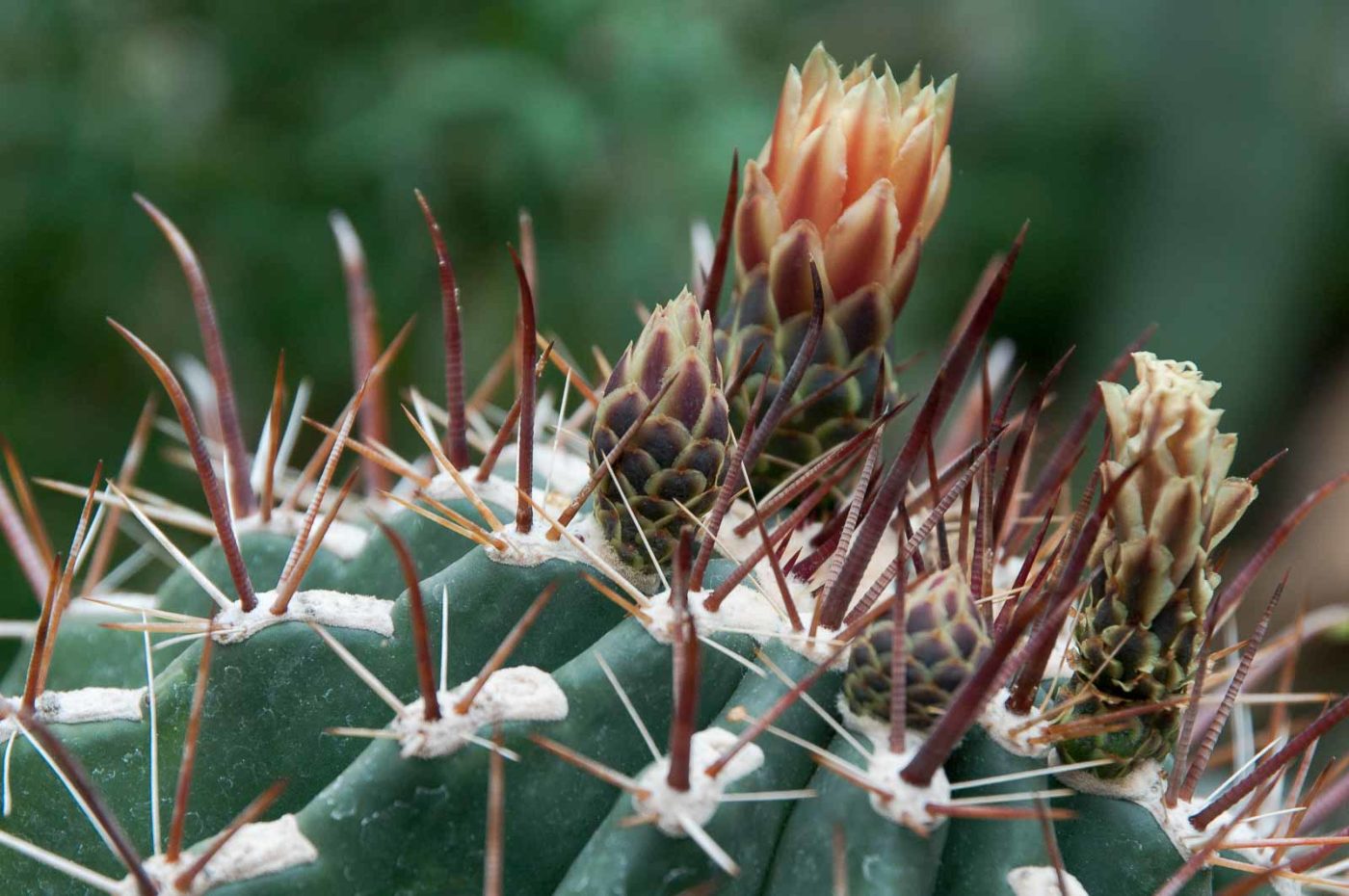 2018-11-25 -  RUB - Botanischer Garten