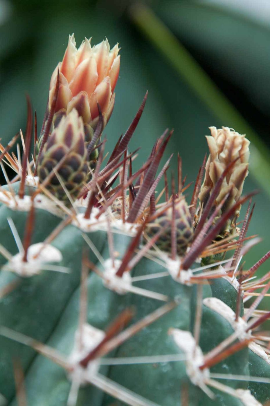 2018-11-25 -  RUB - Botanischer Garten