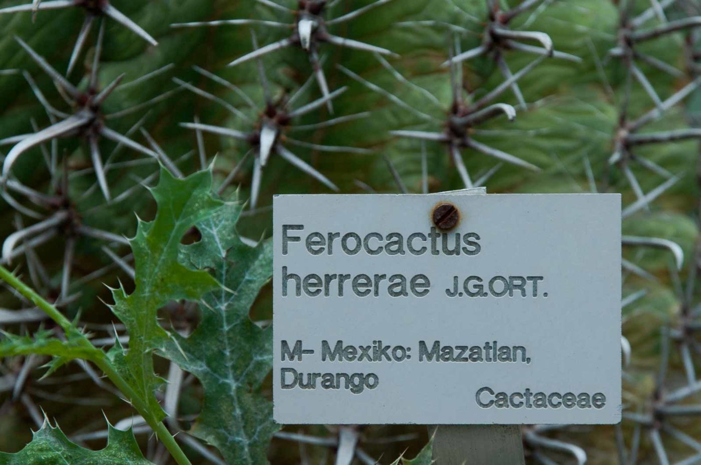 2018-11-25 -  RUB - Botanischer Garten