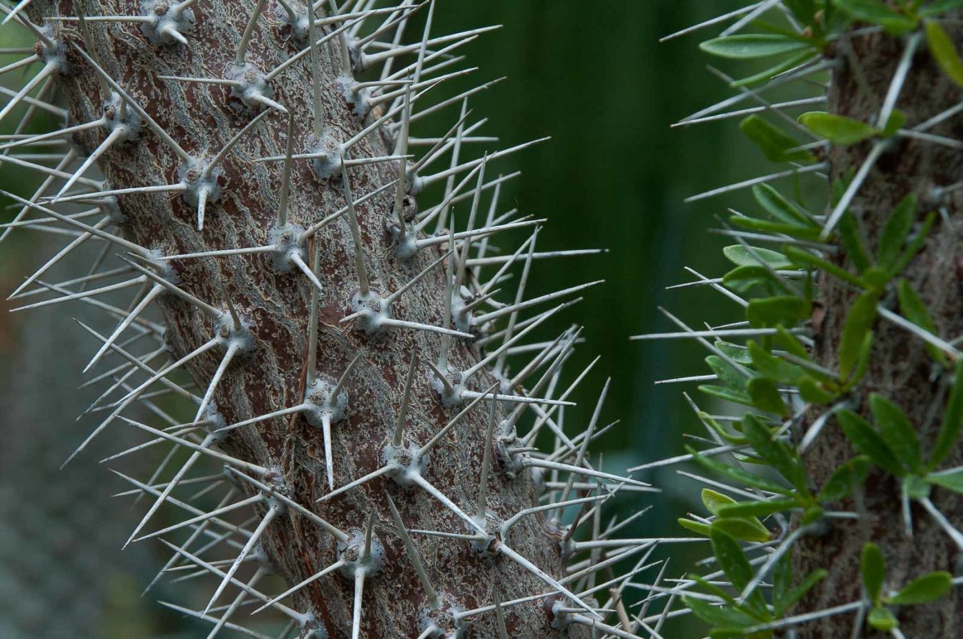 2018-11-25 -  RUB - Botanischer Garten