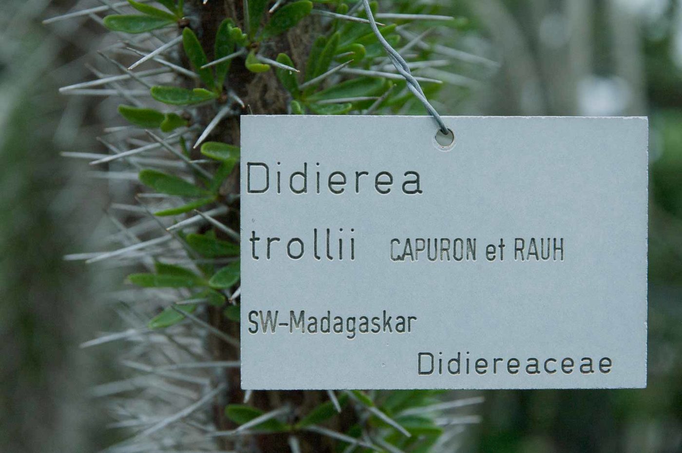 2018-11-25 -  RUB - Botanischer Garten