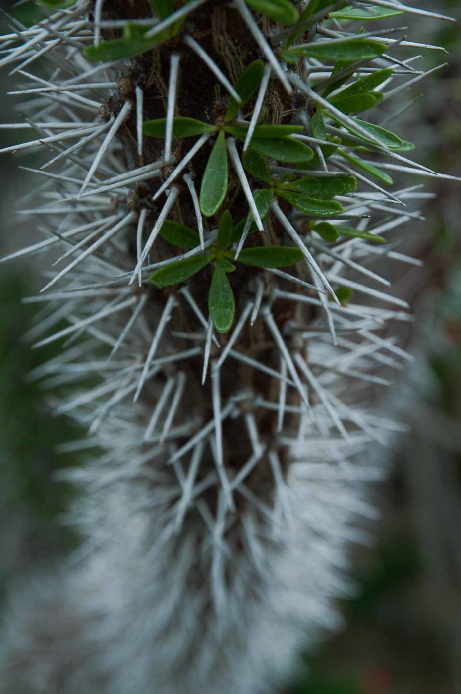 2018-11-25 -  RUB - Botanischer Garten