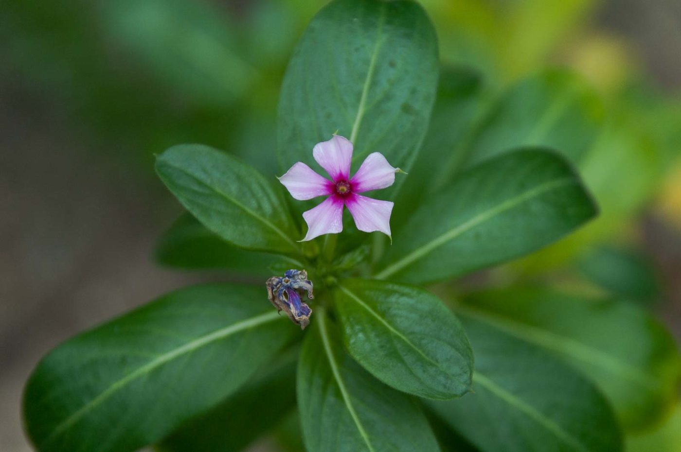 2018-11-25 -  RUB - Botanischer Garten