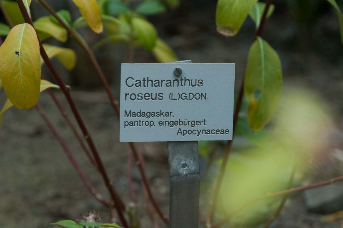 2018-11-25 -  RUB - Botanischer Garten