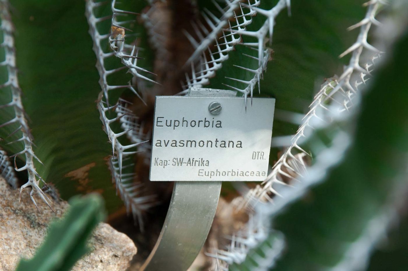 2018-11-25 -  RUB - Botanischer Garten